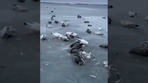 На китайском озере вмерзли в лед тысячи птиц