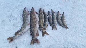 В ГЛУХОЗИМЬЕ ПОЙМАЛ ДВУХ ЩУК НА 10КГ