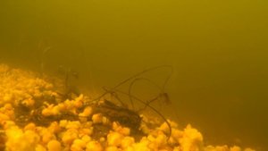 Поведение рыбы весной. Подводные съемки.