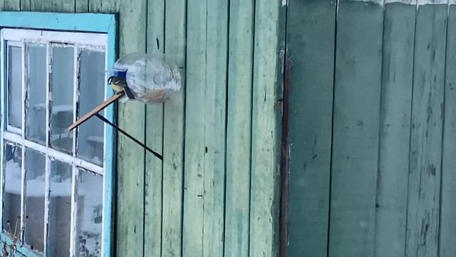 Кормушка для птиц из пластиковой бутылки смотреть онлайн