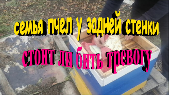 Семья пчел собралась у задней стенки. Стоит ли бить тревогу. смотреть онлайн