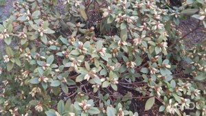 Мои цветы на даче