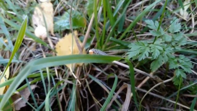 Златоглазка (лат. Chrysopidae, от греч. Chrysos — «золотой» и ops — «глаз»)