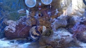 Вымачивание сухого рифового камня | СРК