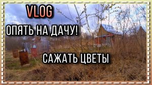 VLOG/Опять на дачу! Сажать цветы/03.05.2020 год