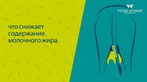 КАК ПОВЫСИТЬ ЖИРНОСТЬ МОЛОКА У КОРОВЫ, от чего она зависит? Защищенные жиры.