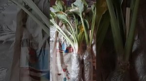Хосты посылка и два Гюнтер Прайза.