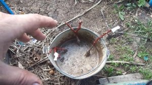Всем Смотреть!!! Проверенный способ замачивание корней винограда перед посадкой.