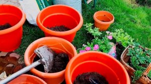 ПОСАДКА петуний в кашпо. Все очень просто.