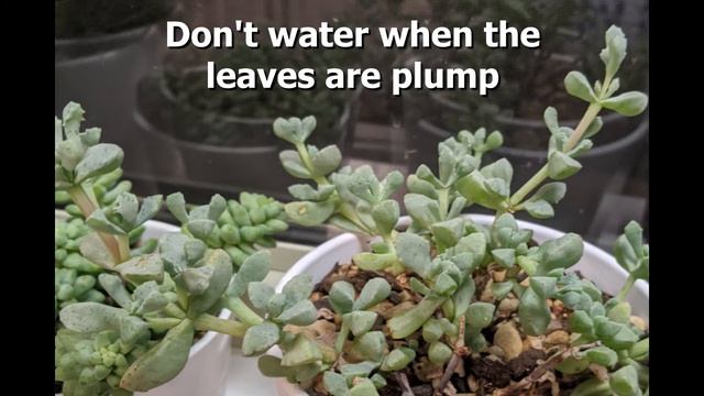 Propogation and Watering "Pink Vygie" or "Trailing Ice Plant" Lampranthus Deltoides смотреть онлайн