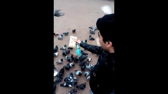 Санкт-Петербург Петроградская парк смотреть онлайн