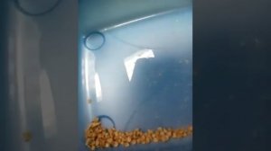 Как экономно использовать древесный наполнитель