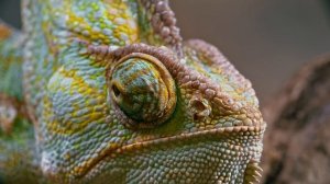 CHAMELEON / ХАМЕЛЕОН / Жизнь есть жизнь / Life is life