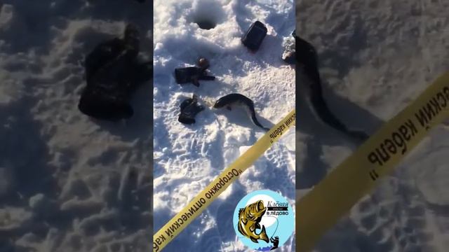Клёвая рыбалка в Лёдово смотреть онлайн