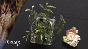 Бонсай или растение-часы ⏰ ЛЕУЦЕНА, никтинастическое движение ? листьев. Bonsai (Leucaena). Часть 5