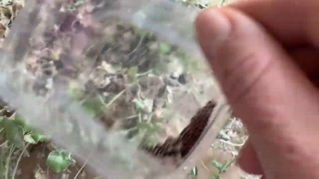 Черенкую петунии.Укореняю. Про дихондру и пеларгонии.Ноябрь 12.2019 смотреть онлайн