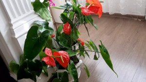 РАССКАЗЫВАЮ СВОИ ГЛАВНЫЕ СЕКРЕТЫ. КАК ВЫРАСТИТЬ ОГРОМНЫЙ АНТУРИУМ.Продаю свой Антуриум