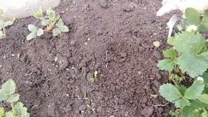 Подкормка клубники. Обработка кустиков и рыхление для большого урожая.
