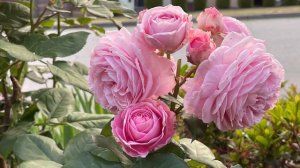 Summer Romance Rose - A fragrant rose to love