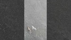 Рыбалка на Волге первый лёд в Ульяновске