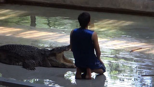 Крокодайл-шоу (слабонервным лучше не смотреть) смотреть онлайн