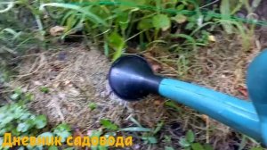 ПОДКОРМИТЕ ЭТИМ ОГУРЦЫ И ПОМИДОРЫ И ВАШ УРОЖАЙ ВЫРОСТЕТ В 2 РАЗА! Подкормка настоем золы