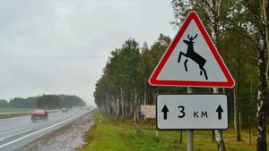 Водитель грузовика сбил лося на трассе у Серова
