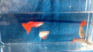 красные гуппи,продолжаем эксперимент