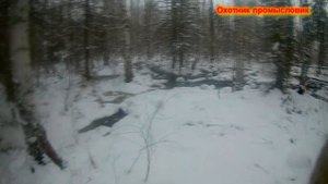 Охота на соболя с лайками (наконец то добыли) ЧАСТЬ 5