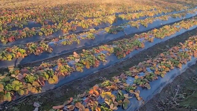 Разрабатываем новый участок под клубнику! смотреть онлайн