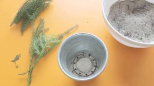 Тестирование ТРЕХ способов укоренения хвои на примере араукарии