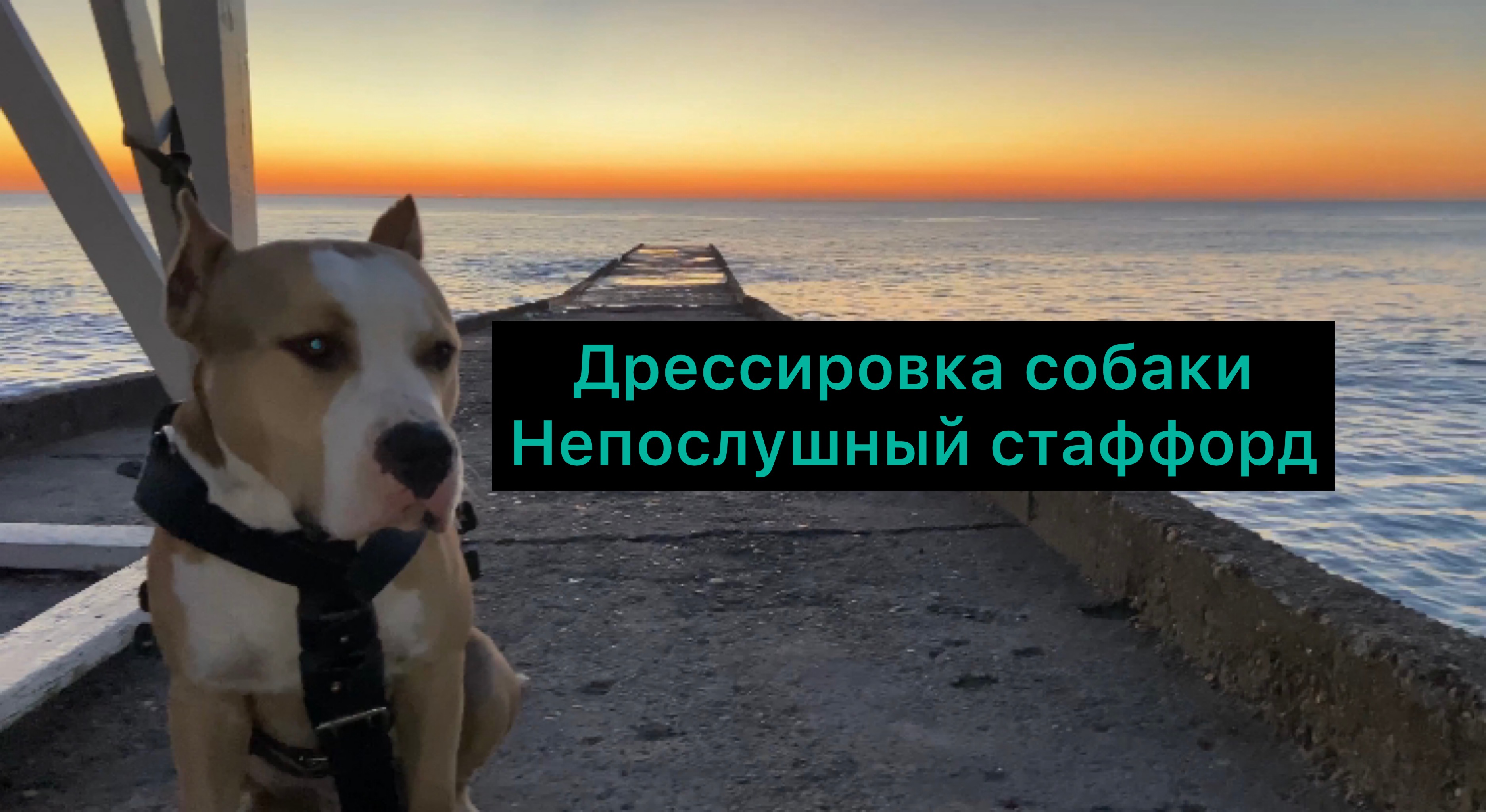 Дрессировка собаки