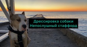 Дрессировка собаки