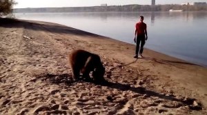 Выгуливание медведя в Перми на берегу Камы