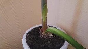 наш красивый гиппеаструм. пересадка и уход.