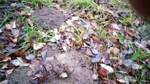 Борьба с кротами на участке..mp4