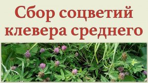 Сбор соцветий клевера среднего