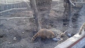 Зоопарк в Краснодаре