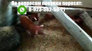 Поросята Дюрок и их среда обитания