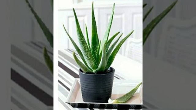 комнатные и семейные растения 🌼 смотреть онлайн