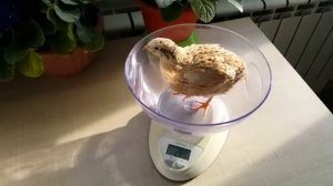 Смокинговый и маньчжурский породы перепела в квартире. Обновленное поголовье quail in the apartment