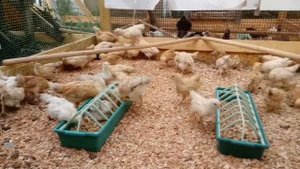 Секретный ингредиент мешанки // Наши будни // Выращиваем царскосельских цыплят