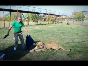 Малыш -УМНЕЙШИЙ ЛЕВ! Наши видео вошедшие в ТОП!