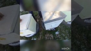 почему гибнут пчелы зимой