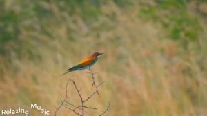Красивое пение птиц в лесу, мгновенное избавление от стресса и беспокойства, фортепианная музыка.