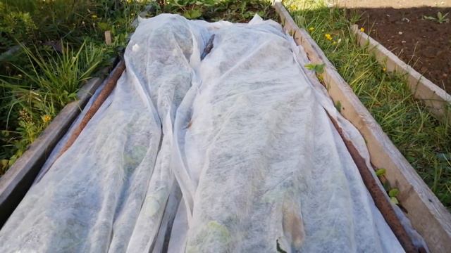 ОБЗОР СОРТОВ непасынкующие томаты. Лучшие огурцы малютки. Будни садовода на Яблоневой улице. смотреть онлайн