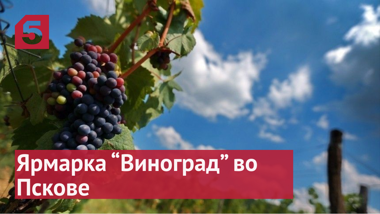 Непростая наука как ученые «Курчатовского института» возрождение виноделия в РФ