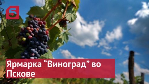 Непростая наука как ученые «Курчатовского института» возрождение виноделия в РФ