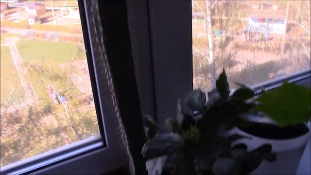Огород на подоконнике. Огурцы на подоконнике. Выращивание на подоконнике.