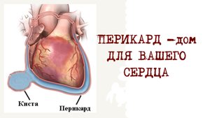 ПЕРИКАРД